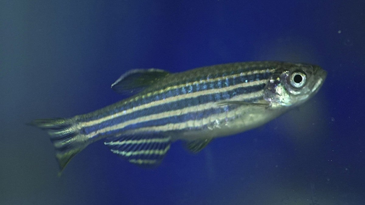 Zebrafish