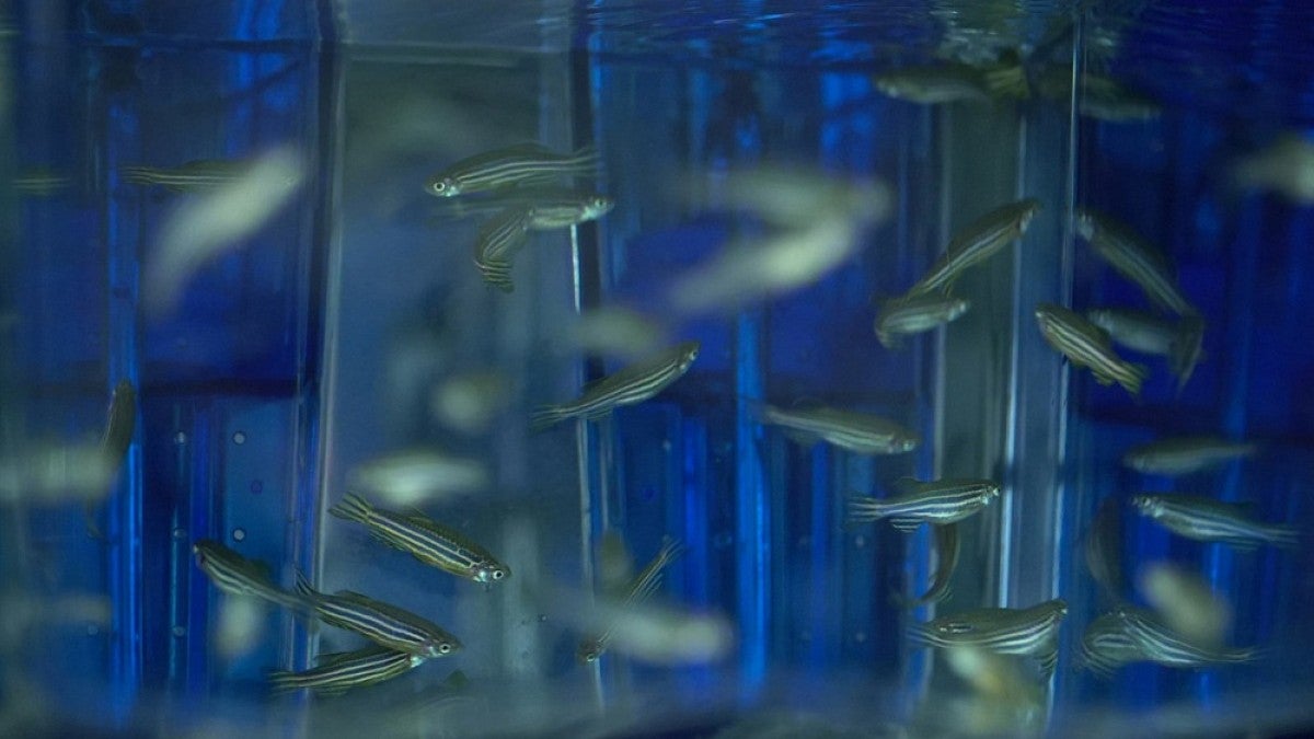 Zebrafish in lab tank