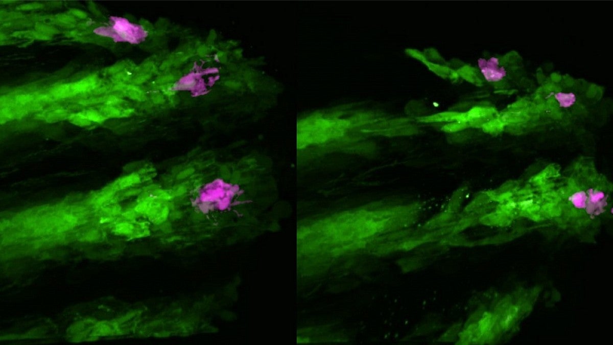 Zebrafish skin cells