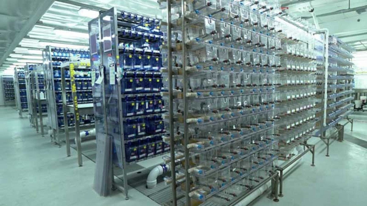 Fish tanks in the UO's zebrafish lab