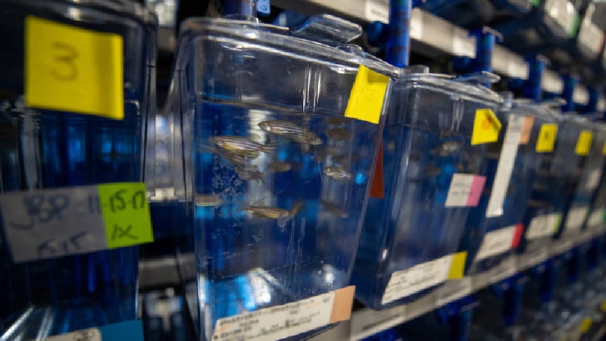 Zebrafish tanks