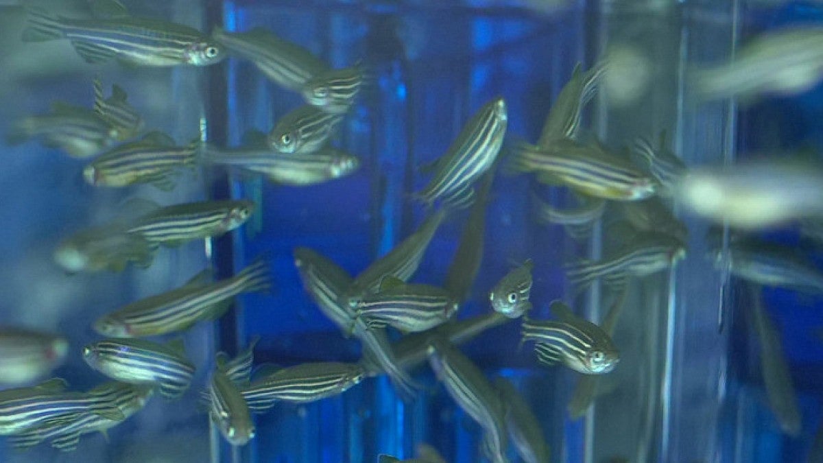 Zebrafish