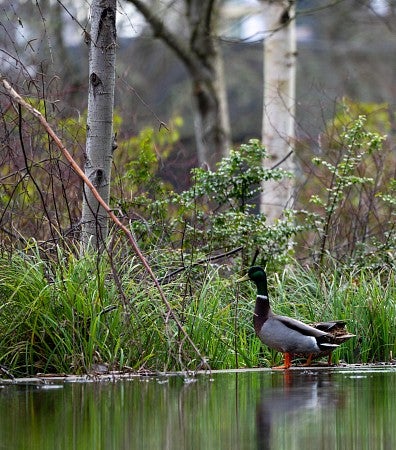 Mallard ducks at home in the marsh by the John E. Jaqua Academic Center for Student Athletes.