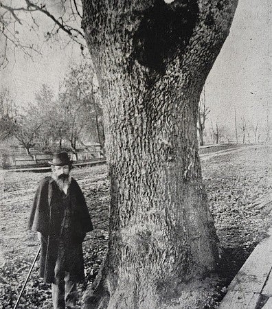 Professor Thomas Condon and an original campus oak pictured in the 1902 Webfoot yearbook.