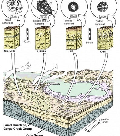 Graphic shows types of tiny fossils found at Mount Grant in Western Australia