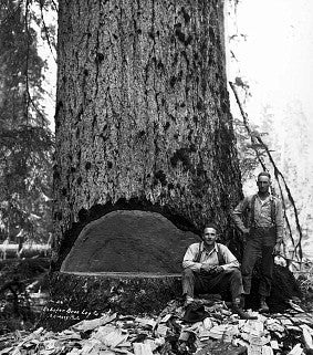 Fallers and large tree