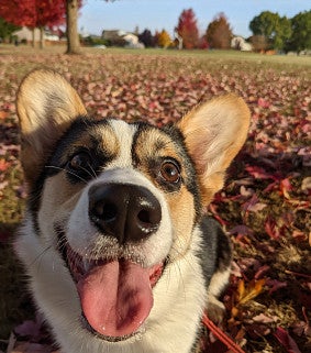 Pixel is Williams' Pembroke Welsh Corgi dog (courtesy Daisy-O'lice Williams)