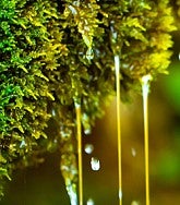 Water dripping from mossy rock