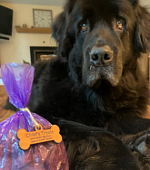 Chief's Treats food drive dog