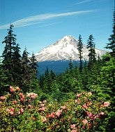 Color photo of Mt. Hood with wildflowers by Ray Atkeson