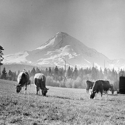 Mt. Hood, Upper Hood River Valley by Ray Atkeson