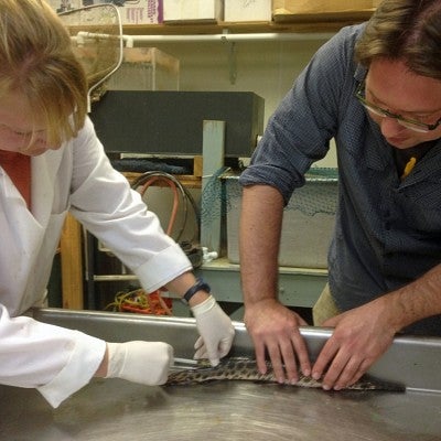 Allyse Ferrara of Nicholls State University and Ingo Braasch work with a gar