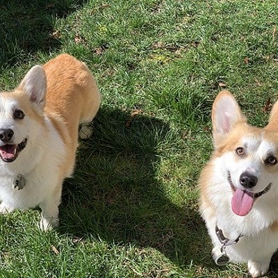 Sally Garner's corgis, Carson and Poco