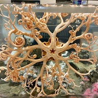 Basket star