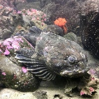 Buffalo sculpin