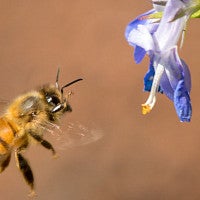 Bee approaching flower