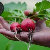 Radishes