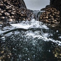 Gooseneck barnacles