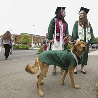 Canine companion