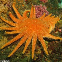 A sunflower sea star off the Washington coast