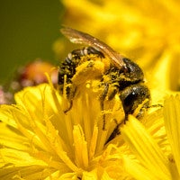 Halictus ligatus on dandelion