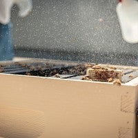 The queen's box