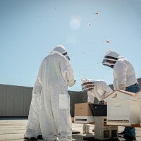 The newest hive