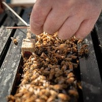 The queen is introduced to the hive