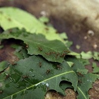 Leafcutters at work on a leaf