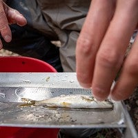 Small fish on measuring device