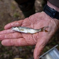 Part of the day's catch