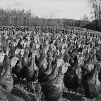 Flock of turkeys