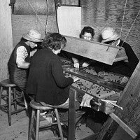 Four workers grading cranberries