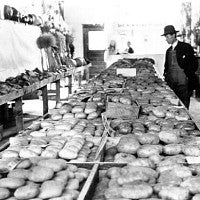 Man examining table display of potatoes