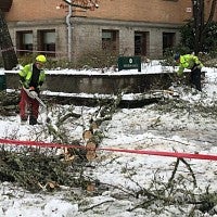 Clearing limbs