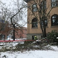 Damaged trees