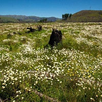 Field of daisies