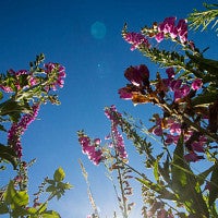 Foxglove flowers