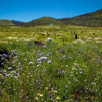 Wildflowers in meadow